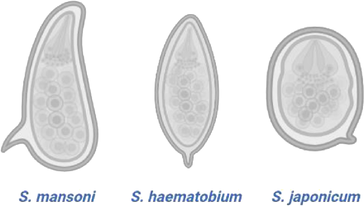 Morfologische kenmerken van verschillende Schistosoma eieren